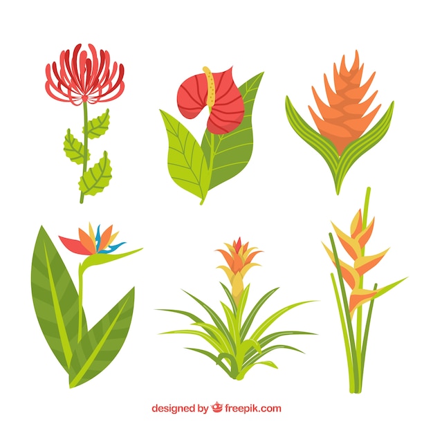 Set di bellissimi fiori tropicali