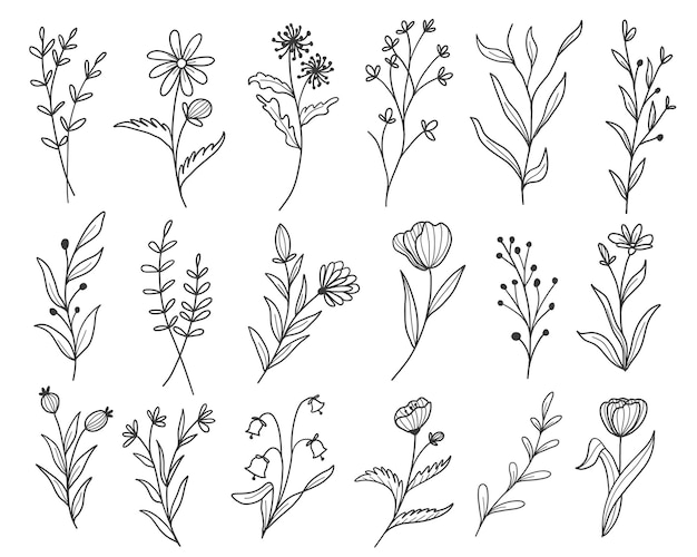 Set di botanica foglia doodle linea arte di fiori selvatici