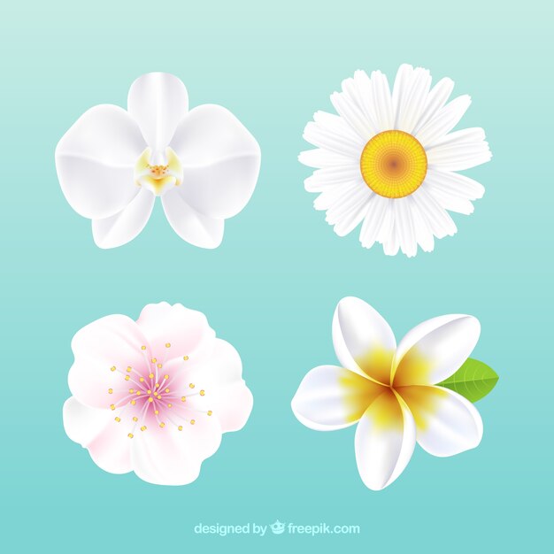Set di fiori bianchi in stile realistico