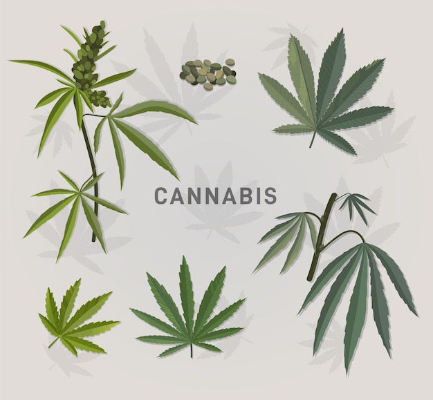 Set di foglie di cannabis botanica