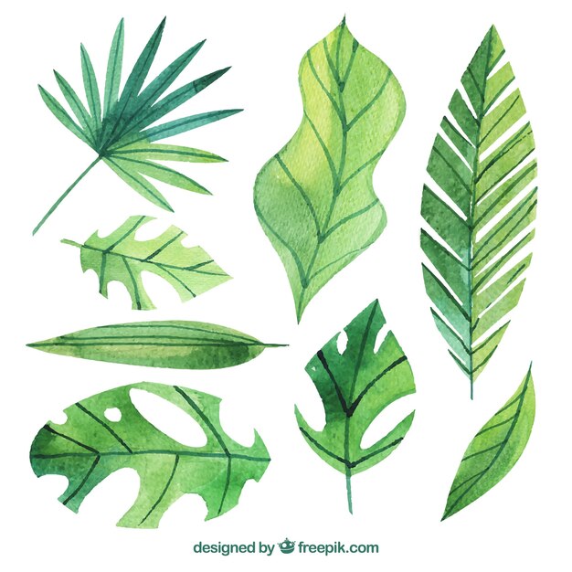Set di foglie di palma acquerello