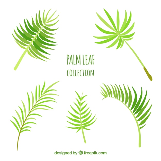 Set di foglie di palma decorativi