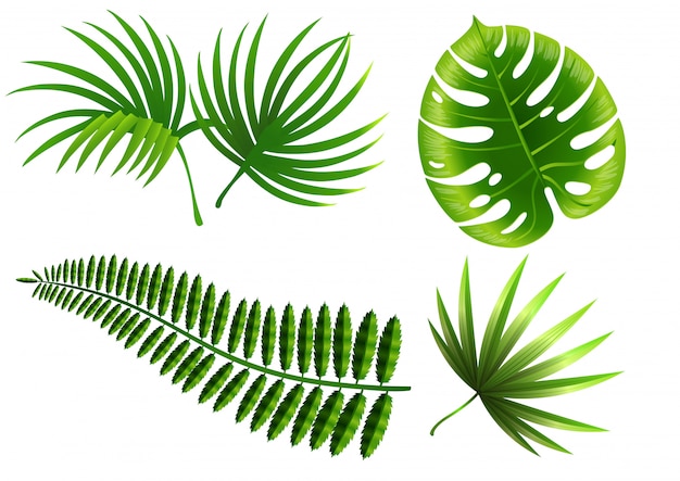 Set di foglie di piante tropicali. Monstera, felce, palma, yucca.