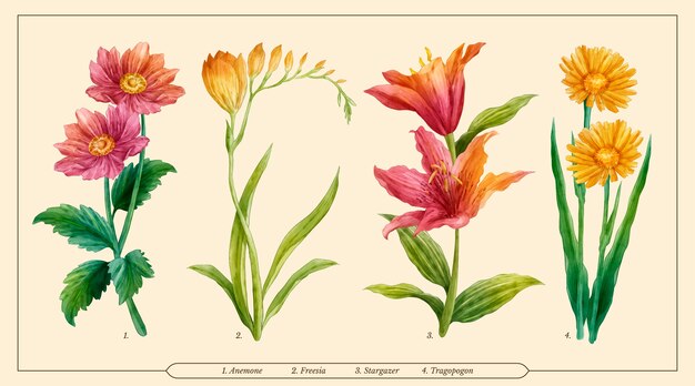 Set di grafici di fiori botanici ad acquerello