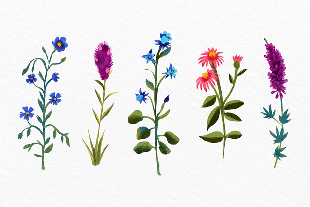 Set di grafici di fiori botanici ad acquerello