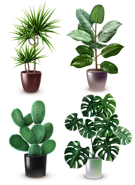 Set di icone realistiche pianta da appartamento