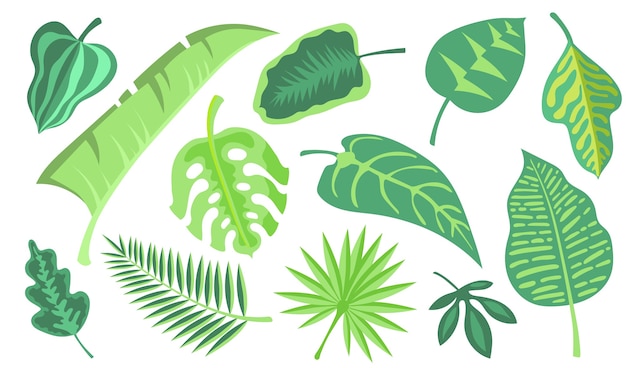 Set di illustrazione piatto verde fogliame esotico. Cartoon monstera e palm jungle lascia raccolta illustrazione vettoriale isolato. Piante tropicali e concetto di decorazione botanica
