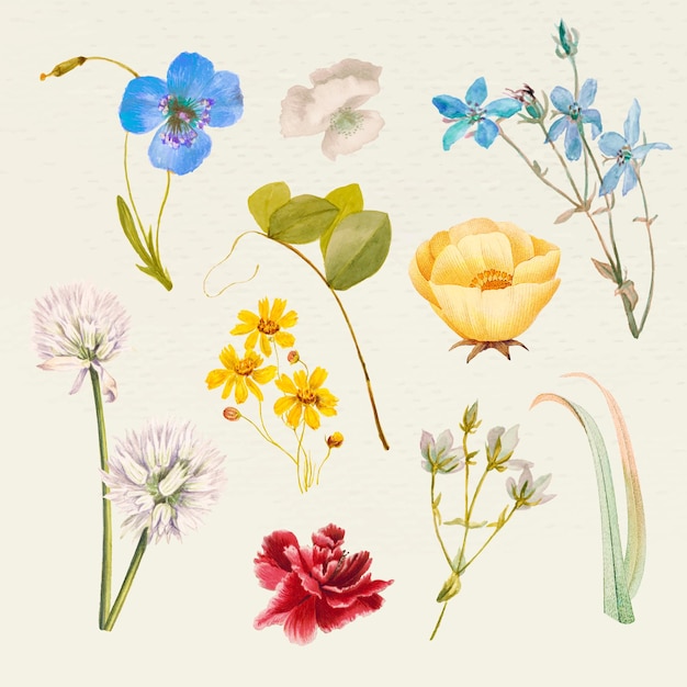 Set di illustrazioni con nomi di fiori estivi vintage, remixate da opere d'arte di pubblico dominio