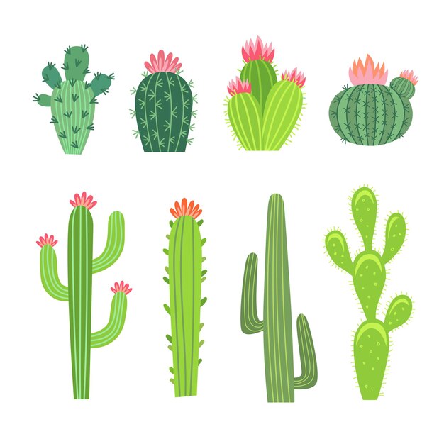 Set di illustrazioni di cactus grandi e piccoli. Raccolta di cactus, piante tropicali spinose con fiori o fiori, piante grasse dell'Arizona o del Messico isolate su bianco