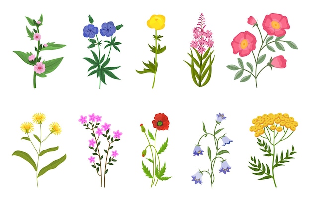 Set di illustrazioni vettoriali di fiori selvatici diversi. Raccolta di fiori di campo o di prato, ranuncolo giallo e dente di leone, campane, papaveri isolati su sfondo bianco. Natura, estate o concetto di primavera