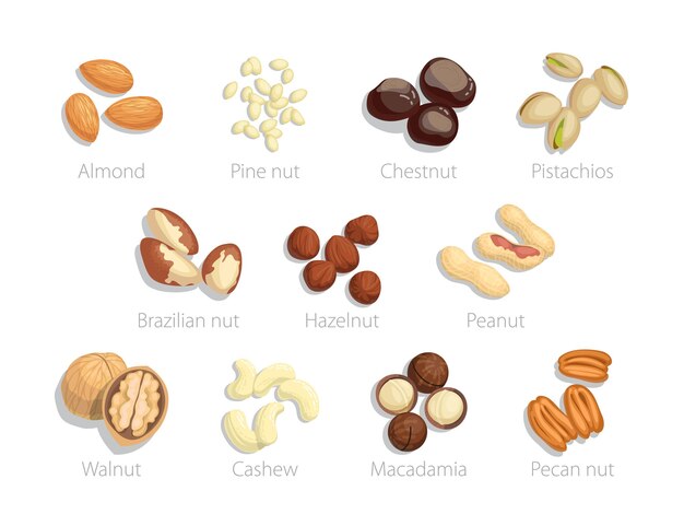 Set di noci crude con nome di oggetti. Illustrazioni vettoriali di raccolta alimentare. Cartoon mandorla nocciola pistacchio macadamia pecan anacardi noce castagno arachidi isolato su bianco. Concetto di agricoltura