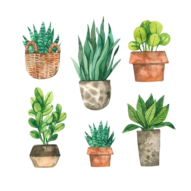 Set di piante d'appartamento dell'acquerello dipinto a mano