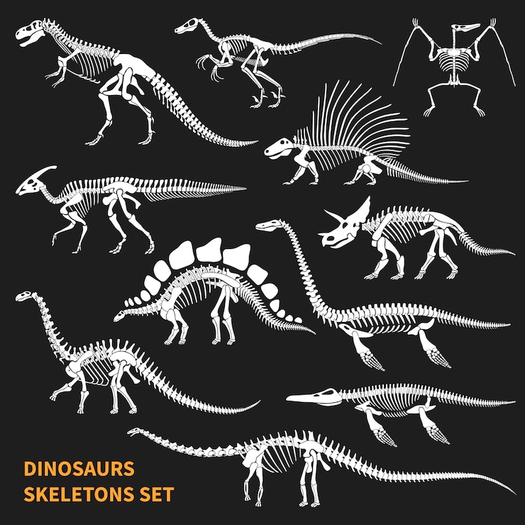 Vettore gratuito set di scheletri di dinosauri