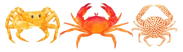 Vettore gratuito set di vettore dipinto a mano dell'acquerello di granchio di mare