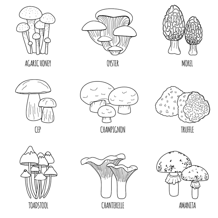 Vettore gratuito set piatto di funghi di icone isolate con didascalie di testo e immagini monocromatiche di contorno di varie illustrazioni vettoriali di funghi