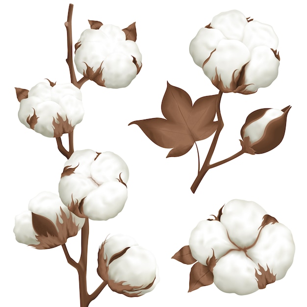 Set realistico di cotone Plant Boll