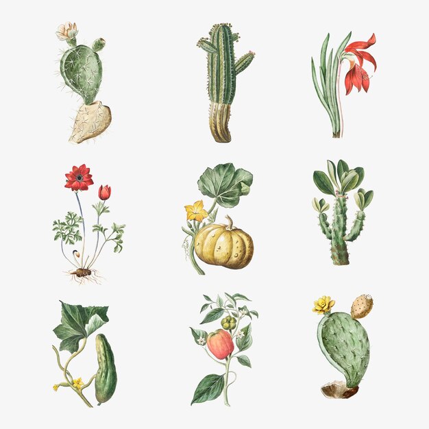 Set vettoriale di fiori e cactus