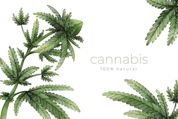 Sfondo di foglie di cannabis botanica