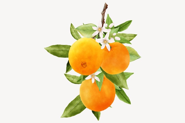 sfondo di rami di mela botanica disegnata a mano