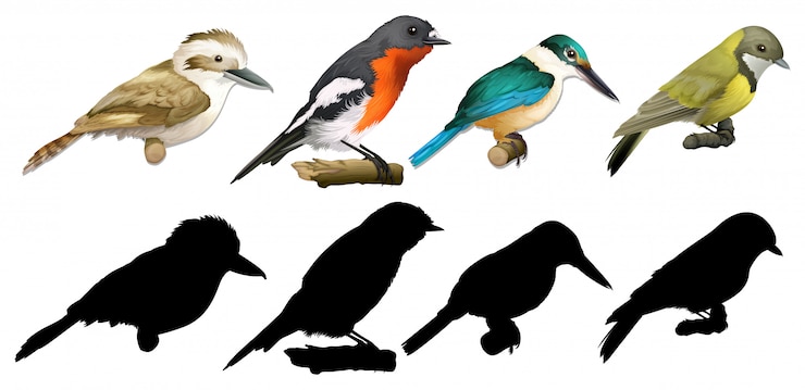 Vettore gratuito silhouette, colore e versione a contorni degli uccelli