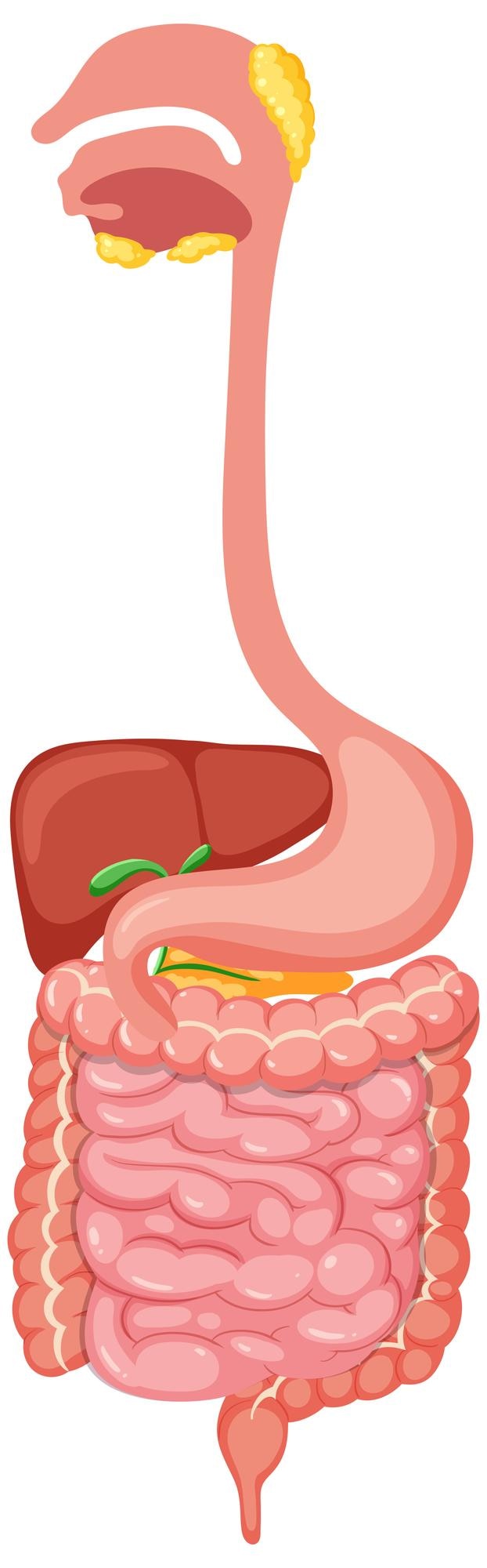 Vettore gratuito sistema digestivo medico umano