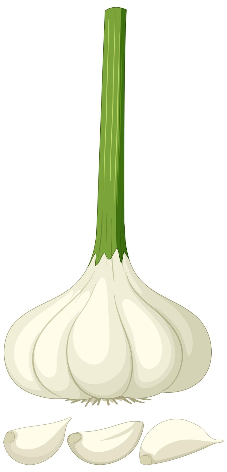 Vettore gratuito spicchio d'aglio su sfondo bianco
