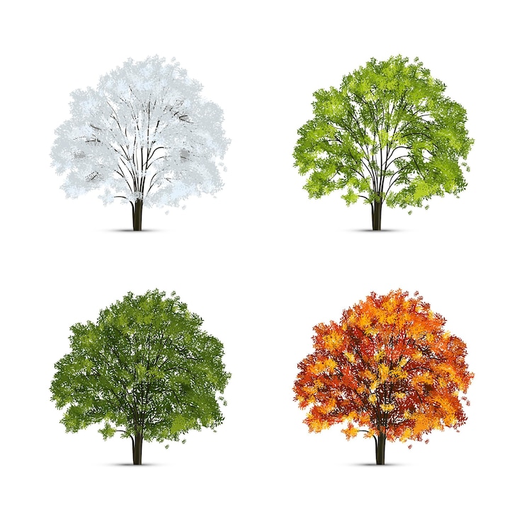 Vettore gratuito stagione degli alberi realistica impostata con immagini isolate di alberi con foglie verdi e gialle con neve