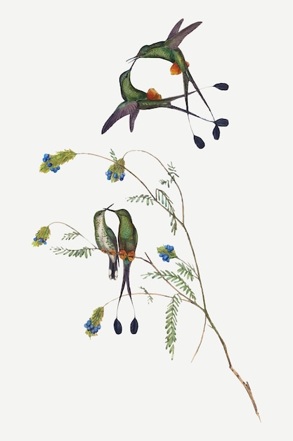 Stampa d'arte animale vettoriale di colibrì, remixata da opere d'arte di John Gould e Henry Constantine Richter