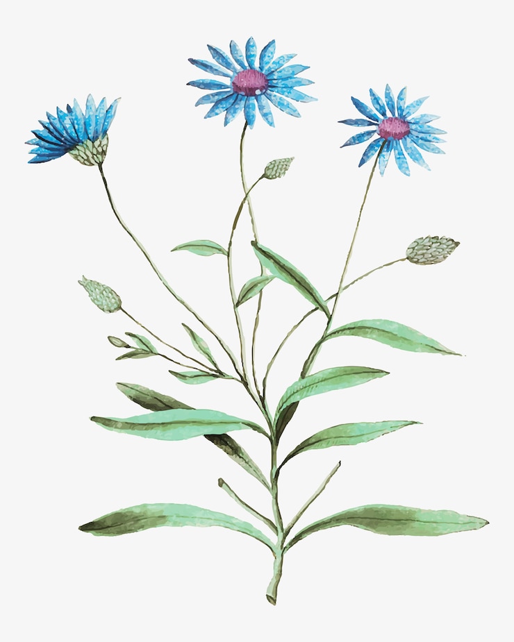 Vettore gratuito strawflower blu in stile vintage