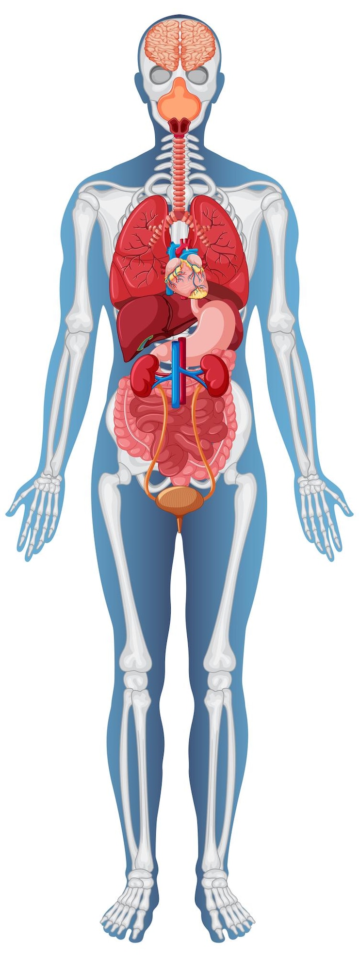Vettore gratuito struttura anatomica del corpo umano