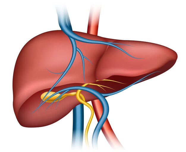 Struttura del fegato umano. Organo umano, scienza medica, salute interna