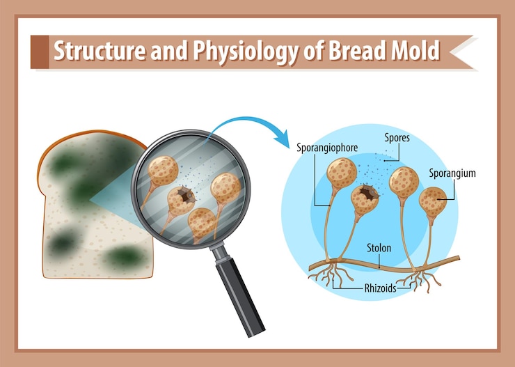 Vettore gratuito struttura e fisiologia della muffa del pane