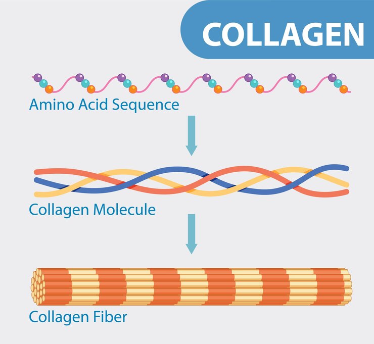 Vettore gratuito struttura e formazione del collagene