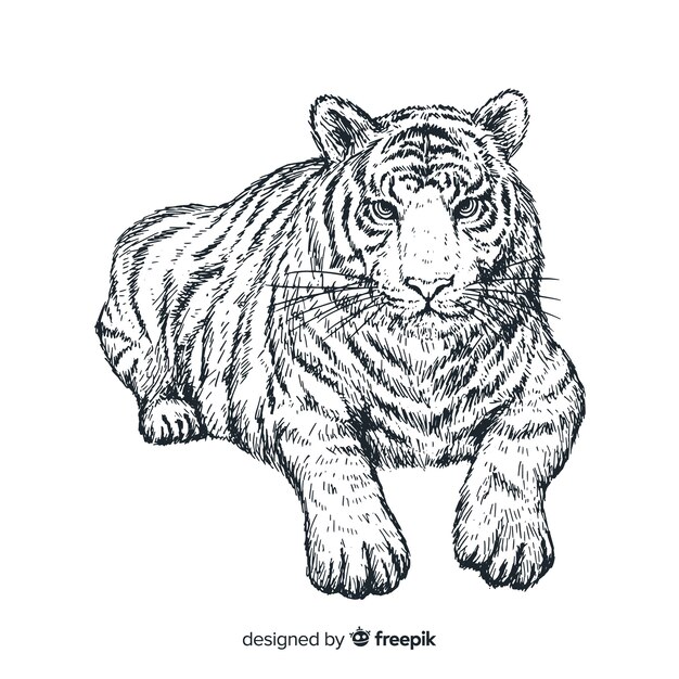 Tigre realistica disegnata a mano