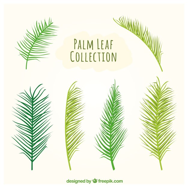 Tipi di foglie di palma impostati