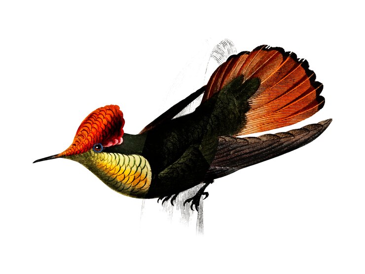 Vettore gratuito tufted coquette (lophornis ornatus)