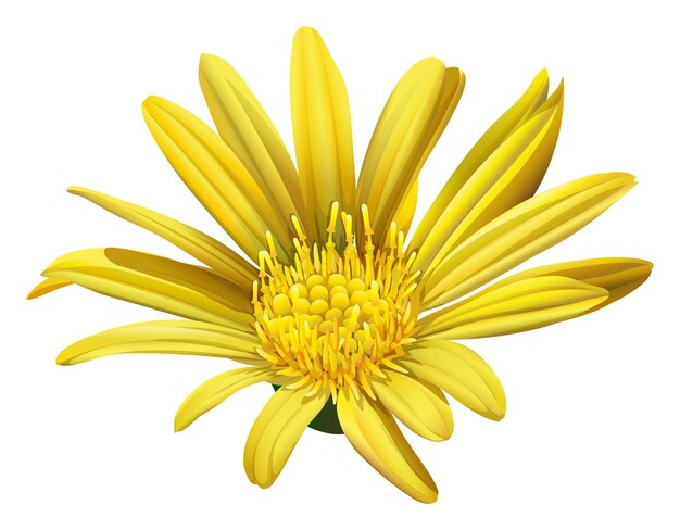 Un girasole giallo