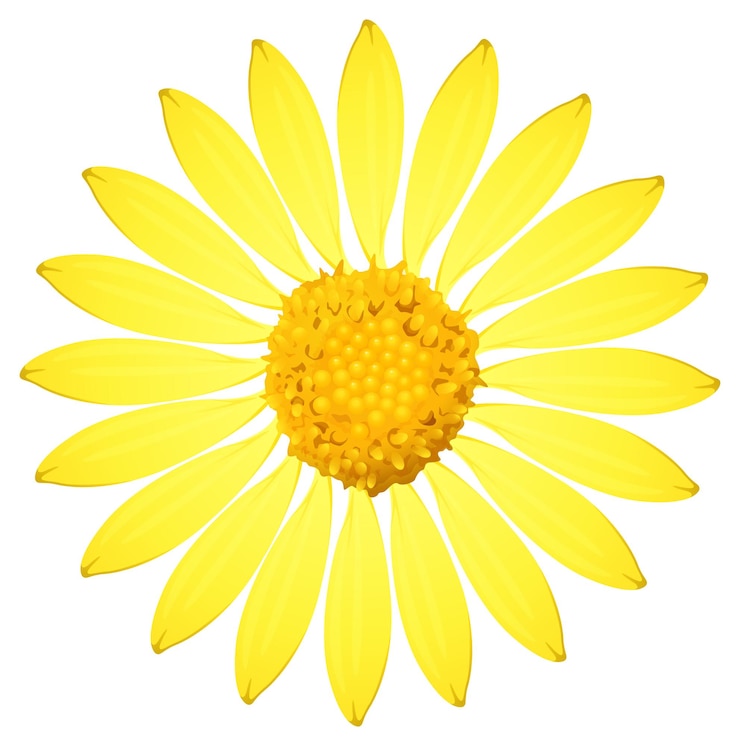 Vettore gratuito un girasole giallo