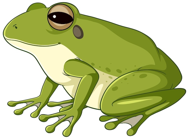 Una rana verde su sfondo bianco