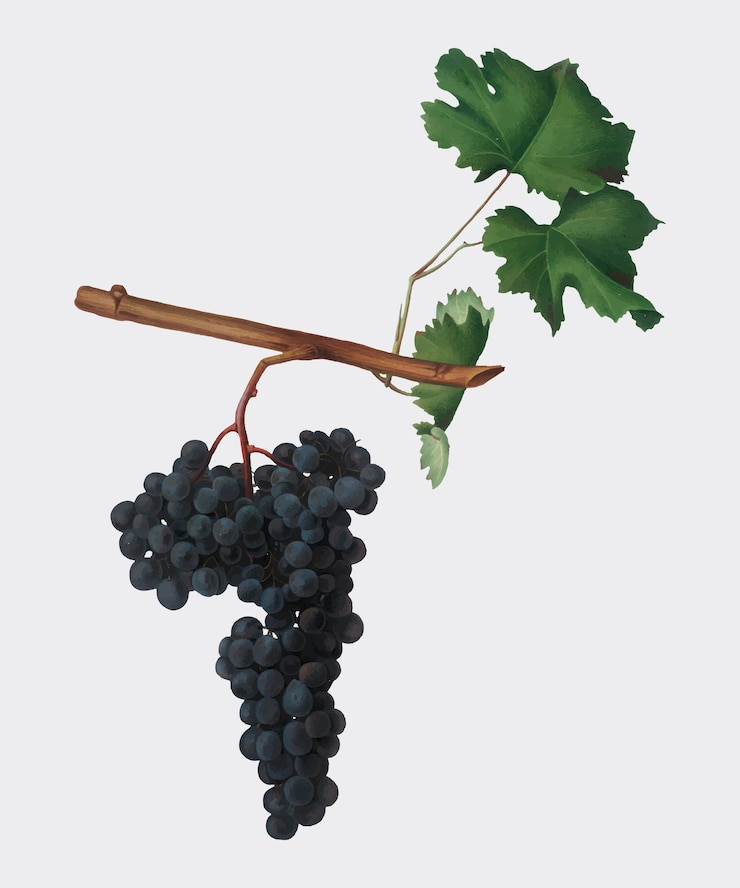Vettore gratuito uve dolcetto dall&#39;illustrazione di pomona italiana
