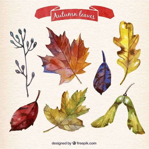 Varietà di acquerello foglie d&#39;autunno