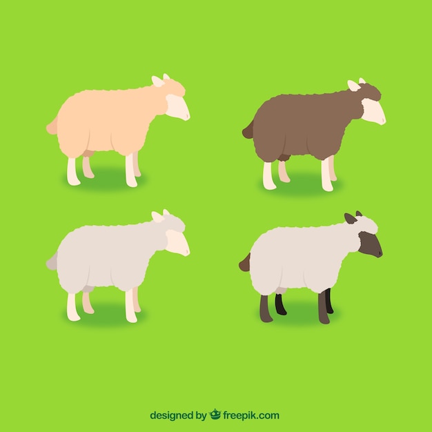Varietà di pecore