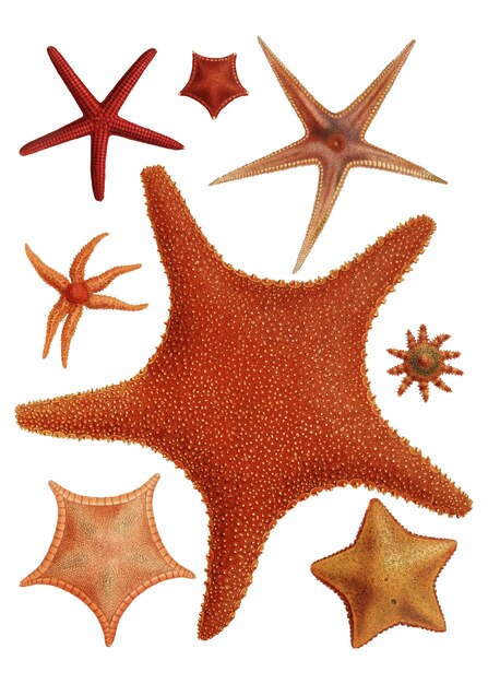 Varietà di stelle marine