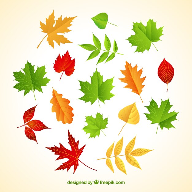 Varity di foglie autunnali