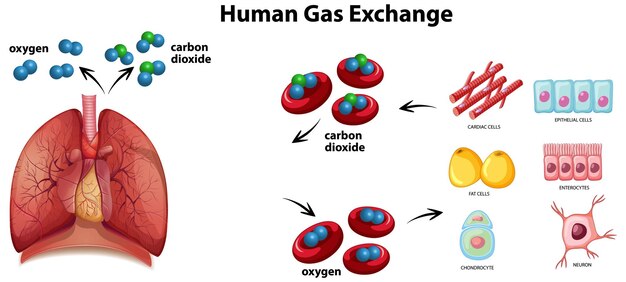 Vettore del diagramma di scambio di gas umano