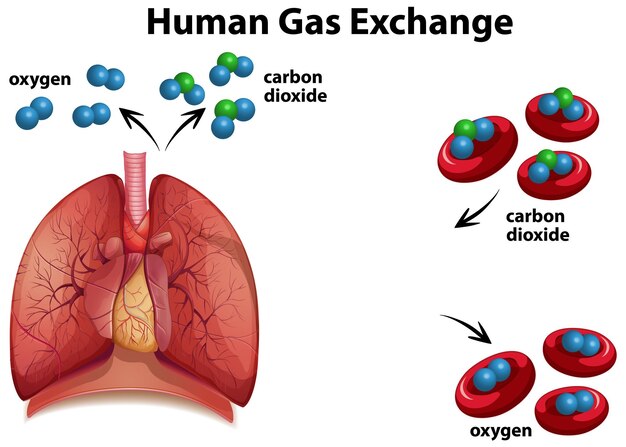 Vettore del diagramma di scambio di gas umano