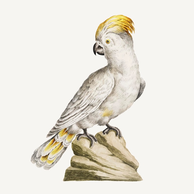 Vettore dell'illustrazione dell'annata dell'uccello di cacatua