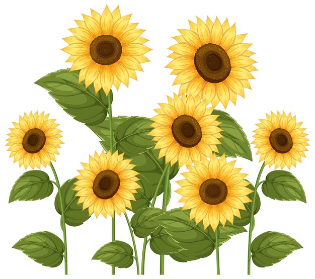 Vibrante illustrazione vettoriale di girasole con foglie verdi lussureggianti