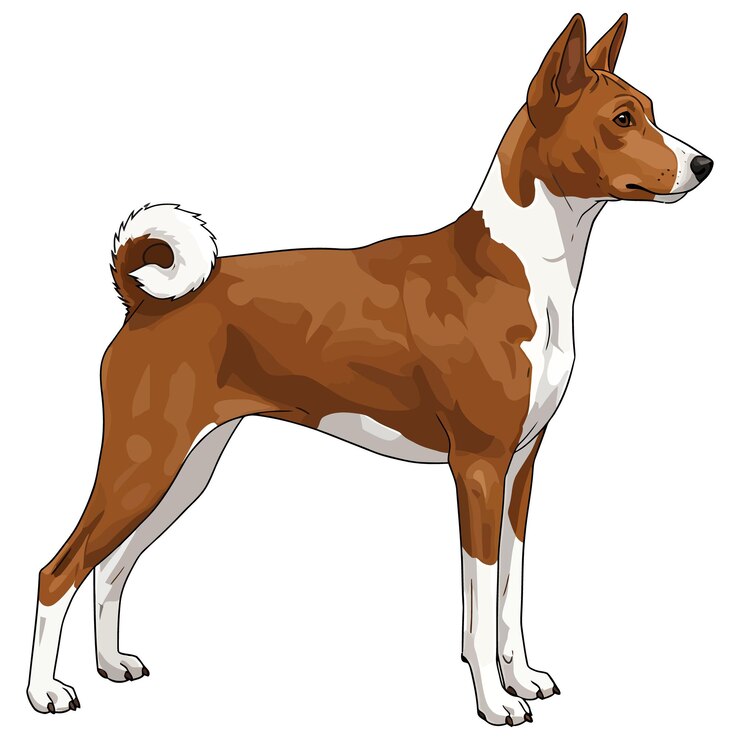 A Standing Basenji Dog in Profile