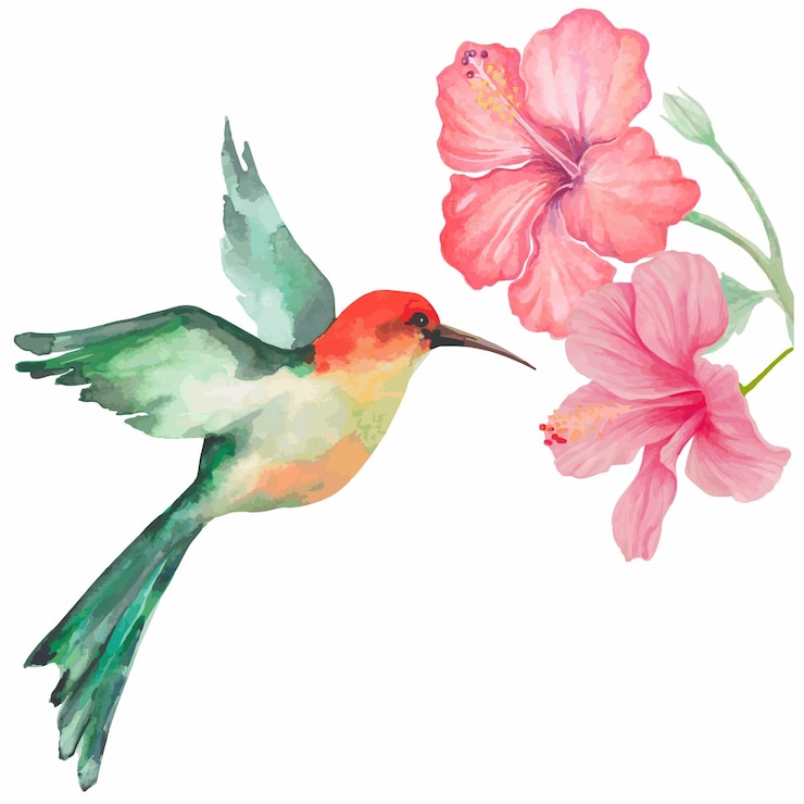 Vettore acquarello uccello colibrì e fiore di ibisco